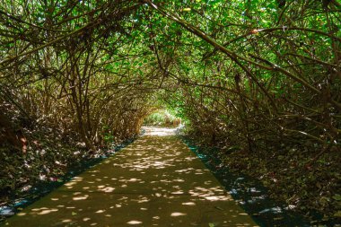 Sarmaş dolaş dallarla ve yoğun yeşil yapraklarla kaplı, güneş ışığının yaprakların arasından süzüldüğü, benekli ışık desenleri oluşturan sakin bir yol..