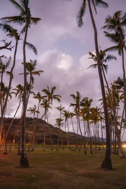 Esmer gökyüzünün altındaki uzun palmiye ağaçlarının sakin manzarası dağınık bulutlar, çimenli bir ön plan ve Hawaii 'de eğimli bir tepe..
