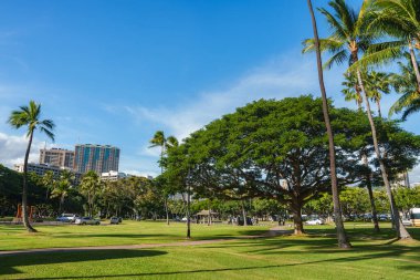 Honolulu 'da geniş bir ağaç, uzun palmiye ağaçları, arka planda modern binalar ve çevre boyunca arabaların bulunduğu yeşil bir parkın gündüz görüntüsü..