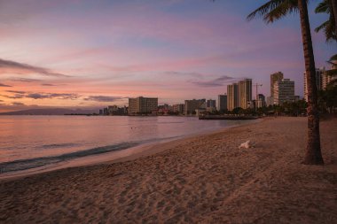 Gün batımında Honolulu 'da Waikiki Sahili' nin sakin manzarasında, yalnız bir palmiye ağacı, dinlenen bir köpek ve yumuşak renkleri yansıtan yüksek binalar var..