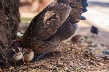 A close up of a hen with detailed brown feathers caring for chicks on dirt scattered with leaves and twigs. Two chicks with brown and white plumage are visible. clipart