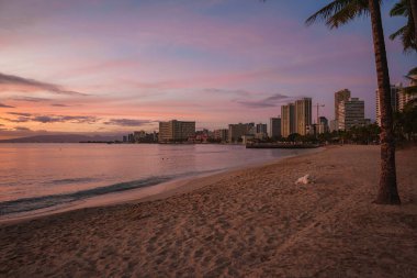 Gün batımında Honolulu 'da Waikiki Sahili' nin sakin manzarasında, yalnız bir palmiye ağacı, dinlenen bir köpek ve yumuşak renkleri yansıtan yüksek binalar var..