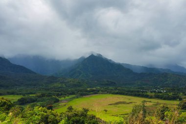 Canlı bitkilerle dolu yeşil bir vadi, dağınık sığırlar ve Kauai Adası 'nda dramatik sis örtülü dağlar. Bulutlu gökyüzü dingin bir atmosfer ekler.