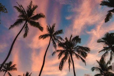 Uzun palmiye ağaçları rengarenk bir günbatımı gökyüzüne karşı yavaşça sallanırken pembe, turuncu ve mavi renkler Hawaii 'de sakin bir tropikal akşamı anımsatıyor..