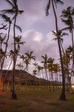 Esmer gökyüzünün altındaki uzun palmiye ağaçlarının sakin manzarası dağınık bulutlar, çimenli bir ön plan ve Hawaii 'de eğimli bir tepe..