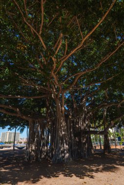 Yoğun dalları ve hava kökleriyle genişleyen bir banyan ağacı ön planda duruyor, güneşli Hawaii şehir manzarasındaki modern binalarla çelişiyor..
