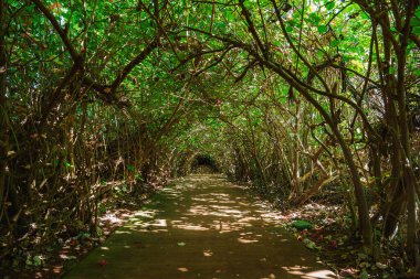 Yoğun yeşil yapraklarla çevrili sakin bir patika ve birbirine dolanmış doğal bir ağaç gövdesi. Güneş ışığı yerde benekli gölgeler yaratır..