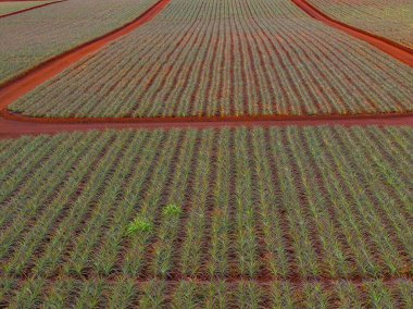 Neatly arranged rows of pineapple plants with red volcanic soil paths in Oahu, Hawaii. The geometric patterns and vibrant colors define the scene. clipart