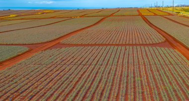 Neatly arranged pineapple fields with red soil, dirt paths, utility poles, wind turbines, and a distant ocean under a clear blue sky in Oahu, Hawaii. clipart