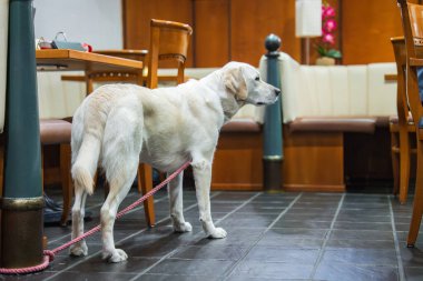 Beyaz bir Labrador Retriever yemek alanında kırmızı bir tasmayla fayanslı bir zeminde duruyor. Ahşap sandalyeler, kabin koltukları ve pembe çiçek dekoru var..