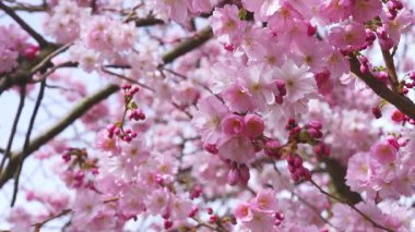 Pembe kiraz çiçekleri esintide hafifçe sallanıyor ve tomurcukları hala açılmamış. Doğal ışıklandırma, sakin açık hava ortamını vurgular.