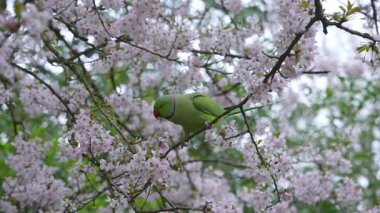 Yeşil bir muhabbet kuşu çiçek açan kiraz çiçeklerinin dalları boyunca yürür, Londra 'daki sakin bir parkta çiçekleri gagalar..