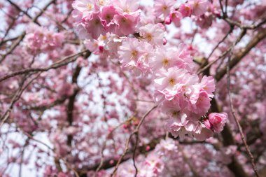 Arka planda narin taç yaprakları ve dalları olan pembe kiraz çiçeklerinin detaylı bir görüntüsü, sakin bir doğal ortamda baharın özünü gözler önüne seriyor..