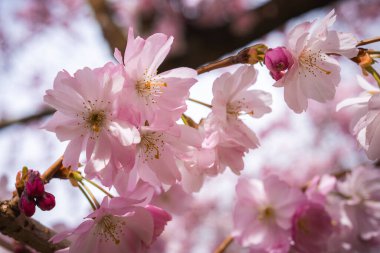 Hassas pembe kiraz çiçekleri tam çiçeklenirken güneş ışığı yaprakların arasından süzülüyor. Bulanık arkaplan canlı çiçekleri ve karmaşık detayları vurgular.
