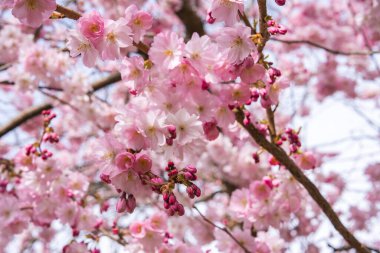 Narin yaprakları ve açılmamış tomurcukları olan pembe kiraz çiçeklerinin detaylı bir görüntüsü. Arka planda daha çok çiçek var, yumuşak bir atmosfer yaratıyor..