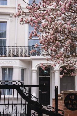 Londra 'daki 48 Hyde Park House' daki beyaz bir konakta süslü siyah korkuluklar, büyük pencereler ve pembe çiçekli çiçek açan bir manolya ağacı yer alıyor..