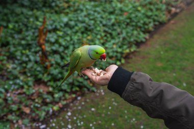 Kırmızı gagalı yeşil bir muhabbet kuşu bir insanın eline tünemiş, fındık yiyor. Yeşil bir ceket giyiyor, bir parkta yeşillik ve çimenlik alanlarla çevrili..