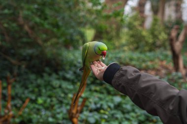 Elinde kırmızı gagası olan, tohumlarla beslenen yeşil bir muhabbet kuşu. Arka plandaki yoğun yaprak ve ağaç gövdeleri Londra 'da doğal bir park olduğunu gösteriyor..