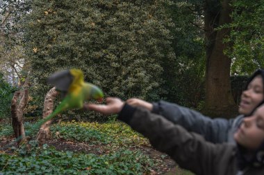 Uçuşun ortasında canlı yeşil bir muhabbet kuşu Londra 'nın verimli bir parkında uzanan bir elin yanında yoğun bir yeşillik, büyük bir ağaç ve yakınındaki bulanık figürlerle..
