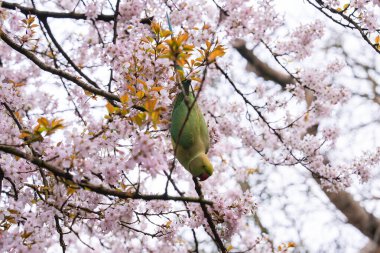 Yeşil bir muhabbet kuşu, pembe kiraz çiçekleriyle çevrili bir dalda baş aşağı asılı, doğal park ortamında, yumuşak ışık filtrelenmiş..