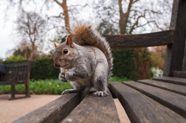 Gri bir sincap Londra 'daki bir parkta tahta bir bankta oturur ve pençelerinde yiyecek taşır. Arka planda bulanık yeşillik, çıplak ağaçlar ve başka bir bank görünüyor..