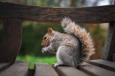 Parktaki ahşap bir bankta oturan gri bir sincap pençelerinde yiyecek tutuyor. Bulanık yeşil arka plan Londra 'daki doğal çevreyi vurguluyor..