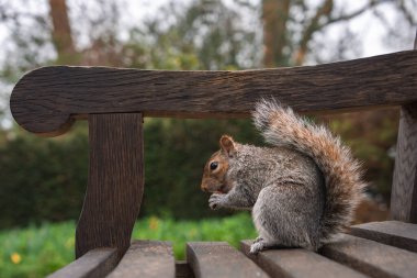 Gri bir sincap, ahşap bir bankta oturur ve yemek kemirir. Bulanık arka plan yeşillik ve ağaçları gösteriyor. Bu da Londra 'da bir park olduğunu gösteriyor..