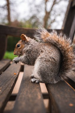 Gri bir sincap ahşap bir bankta oturur, çalılı kuyruğuyla yiyeceği kemirir. Arkaplan bir park ortamında bulanık yeşillik ve ağaç gövdelerini gösterir.
