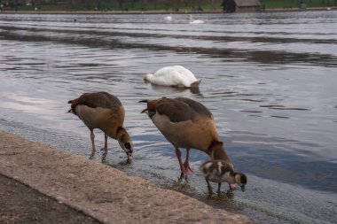 Londra parkında bir su birikintisinin yanında iki Mısırlı kaz ve bir ötleğen otlağı, yakınlarda yüzen bir kuğu ve arka planda ahşap bir yapı var..