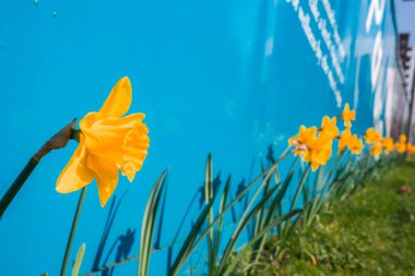 Keskin odaklı parlak sarı nergisler bir sıra çimenli bir alan boyunca çiçek açar, gölgeler parlak mavi bir duvar üzerinde kısmi beyaz metin.