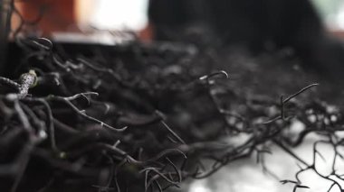 Kapalı arka planı bulanık, dokuları ve doğal tasarım unsurlarını vurgulayan, karmaşık bir şekilde bükülmüş koyu renk dalları veya sarmaşıkların ayrıntılı görünümü.