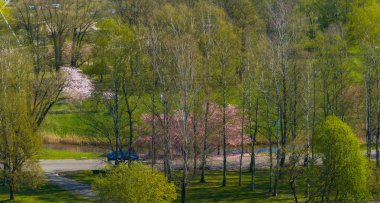 Letonya 'daki Riga Zafer Parkı' nın hava görüntüsü, çiçek açan sakura ağaçları, yemyeşil alan, yol, park etmiş bir araba ve arka planda bir dönme dolap..