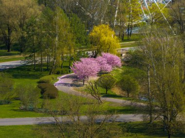 Letonya 'daki Riga Zafer Parkı' nın hava görüntüsü, çiçek açan pembe sakura ağaçları, kıvrımlı bir patika ve arka planda bir dönme dolap..