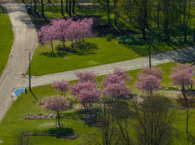 Riga, Letonya 'daki Riga Zafer Parkı' nın hava manzarası, pembe sakura ağaçları, asfalt yollar, yeşil çimenler ve dağınık ağaç gölgeleri sergileniyor..
