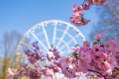 Pembe sakura, bahar aylarında Riga 'daki Zafer Parkı' nda yakalanan açık mavi gökyüzünün altında beyaz bir dönme dolap ile tam bir zıtlık içinde çiçek açar..