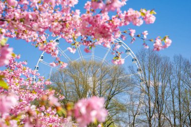 Zafer Parkı, Riga 'da pembe sakura ağaçları çiçek açar ve arka planda bir dönme dolap görünür. Çiçekler, açık mavi gökyüzü ve çıplak ağaçlarla tezat oluşturur..