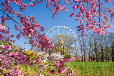 Zafer Parkı, Riga 'da pembe sakura ağaçları çiçek açar ve büyük beyaz bir dönme dolabı çerçeveler. Parlak mavi bir gökyüzü ve yeşil çimenler canlı sahneyi canlandırır..
