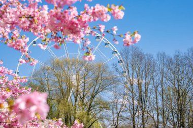 Pembe sakura çiçekleri önplanda açık mavi bir gökyüzünün altında kısmen görülebilen bir dönme dolap ile Victory Park, Riga 'da çiçek açan ağaçlar arasında dolanıyor..
