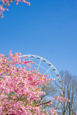 Pembe sakura ağaçları Zafer Parkı 'nın ön planında açar Riga, arka planda beyaz bir dönme dolap görünür açık mavi gökyüzünün altında..
