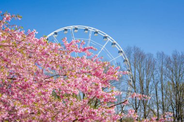 Pembe sakura ağaçları Zafer Parkı, Riga 'nın ön planında, berrak mavi gökyüzüne karşı görünen beyaz bir dönme dolaba sahipler..
