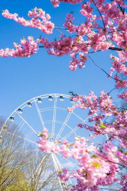 Zafer Parkı 'nın ön planında pembe sakura ağaçları açar, Riga, arka planda açık mavi bir gökyüzüne karşı büyük beyaz bir dönme dolap görünür..