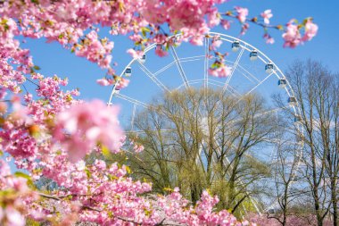 Zafer Parkı 'nda pembe sakura ağaçları çiçek açar Riga. Arka planda açık mavi gökyüzüne karşı büyük bir dönme dolap görünür..