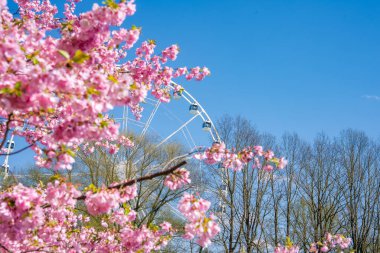 Zafer Parkı 'nda pembe sakura ağaçları çiçek açar Riga. Arka planda dönme dolap vardır. Çıplak ağaçlar ve açık mavi gökyüzü mevsimsel geçişi vurguluyor.