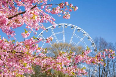 Pembe sakura ağaçları, arka planda beyaz dönme dolap olan Zafer Parkı, Riga 'da çiçek açarlar. İnce ağaçlar ve açık mavi gökyüzü sahneyi tamamlıyor..
