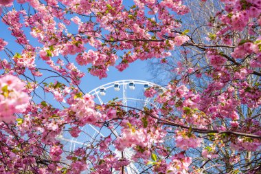 Tam çiçek açmış pembe sakura ağaçları... Victory Park, Riga 'da parlak mavi bir gökyüzünün altında beyaz bir dönme dolap... sakin bir bahar manzarası sergiliyor..
