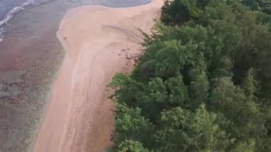 Oahu veya Hawaii 'deki Kauai' de yemyeşil ve palmiye ağaçlarıyla kaplı, kumlu bir sahile çarpan turkuaz okyanus dalgalarının dinamik hava görüntüsü..