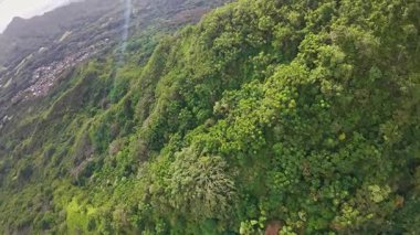 Oahu ya da Kauai 'deki verimli tropikal bir orman üzerinde yavaş uçan drone yoğun yeşillik, renkli çiçekler ve uzak yapılar sergiliyor..
