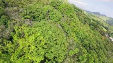 Oahu veya Kauai 'de, canlı ağaçlar ve yapraklarla çevrili sokak lambaları olan sakin bir tropikal manzara. Kamera hafifçe dönüyor..