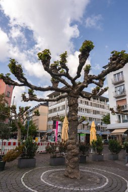 Modern binalar, saksılar ve şemsiyelerle çevrili, Frankfurt, Almanya 'da kaldırım taşı plazasında büzüşmüş gövdesi olan eşsiz bir ağaç duruyor..