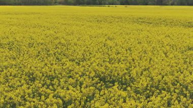 Geniş bir sarı kolza tohumu tarlası, yeşil ağaçlarla ve ufukta küçük bir yapıyla çevrili meltemde sallanıyor. Kamera yavaşça dönüyor..